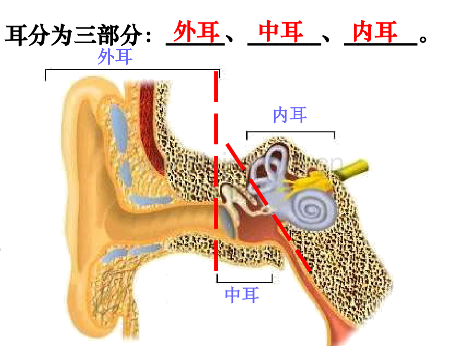 23耳和听觉共二课资料.pptx_第3页