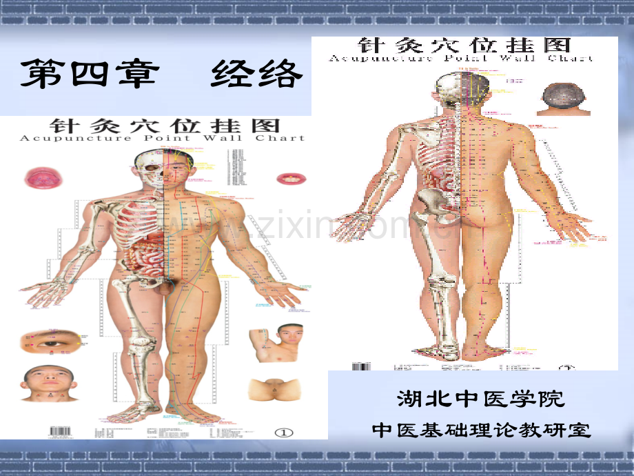 中基课件经络学说.pptx_第1页