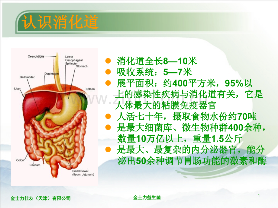 健康平衡从肠道平衡开始金士力牌益生菌介绍.pptx_第2页