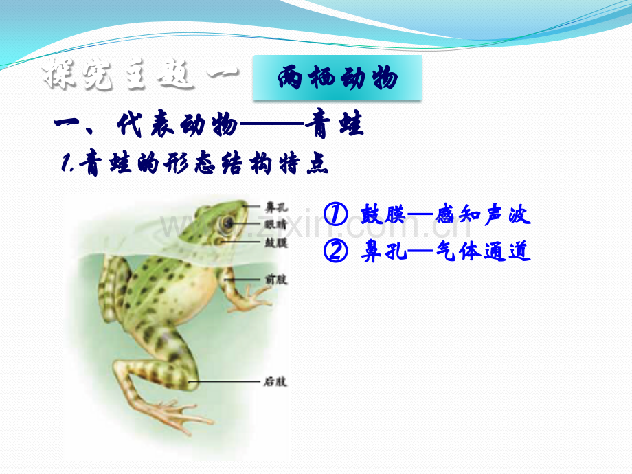 两栖动物和爬行动物PPT.pptx_第3页