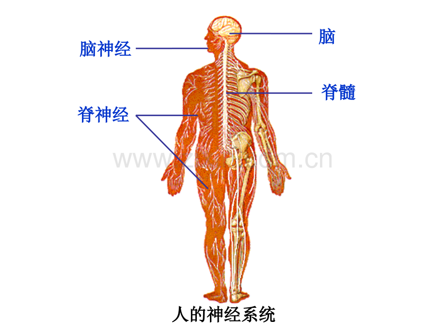 人体生命活动的神经调节.pptx_第2页