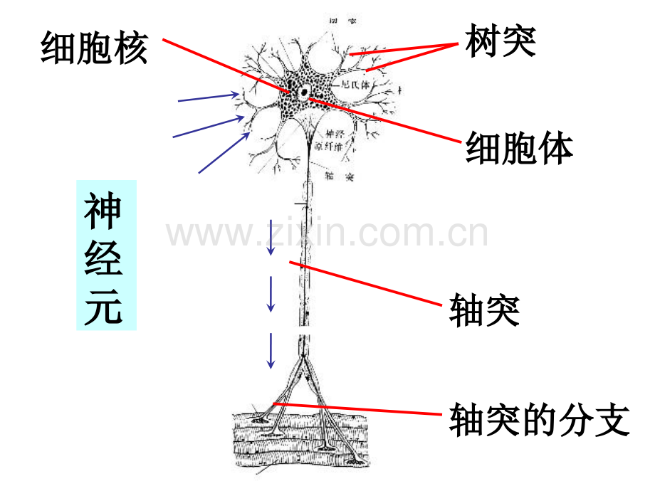 人体生命活动的神经调节.pptx_第3页