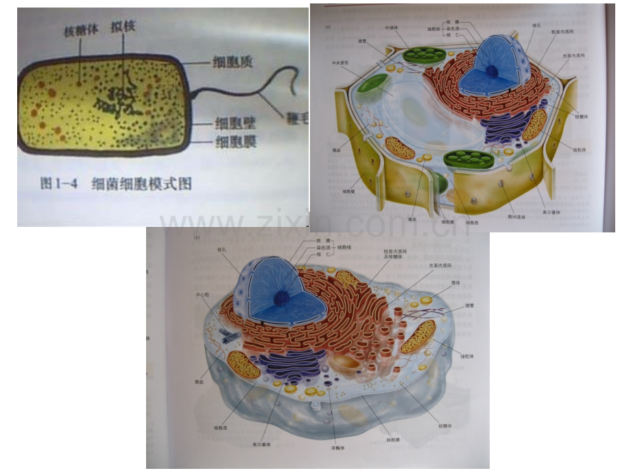 31细胞膜.pptx_第3页