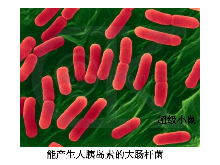 人教版名校联盟吉林省扶余一中高二生物11DNA重组技术基本工具.pptx_第2页