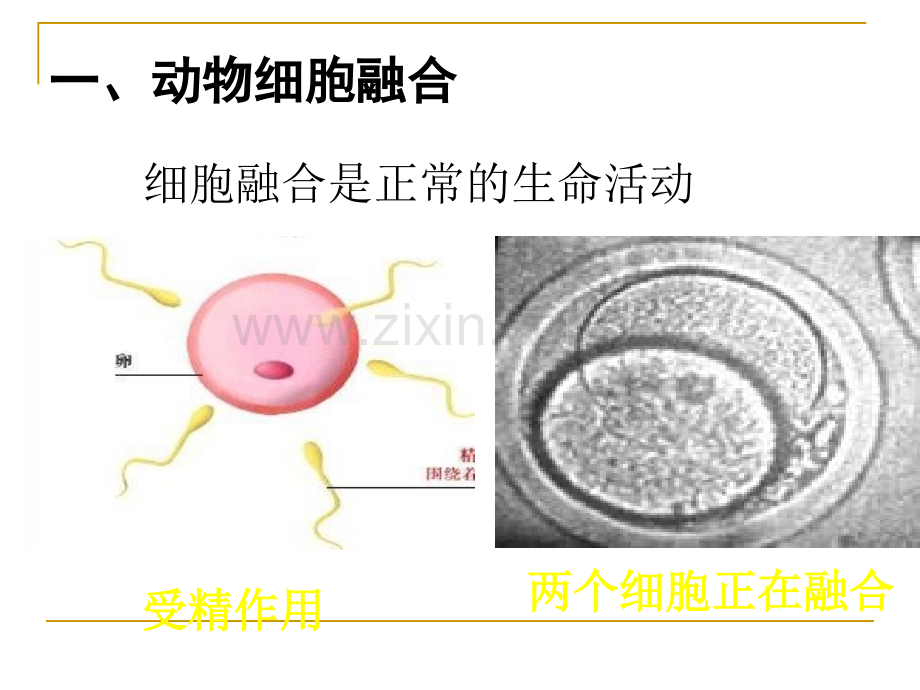 人教版教学定稿动物细胞融合与单克隆抗体.pptx_第2页