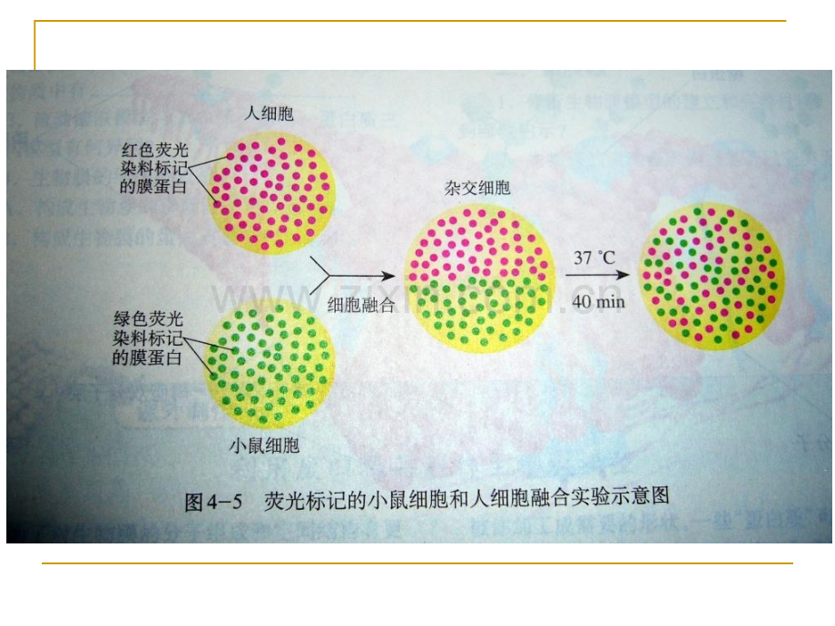 人教版教学定稿动物细胞融合与单克隆抗体.pptx_第3页