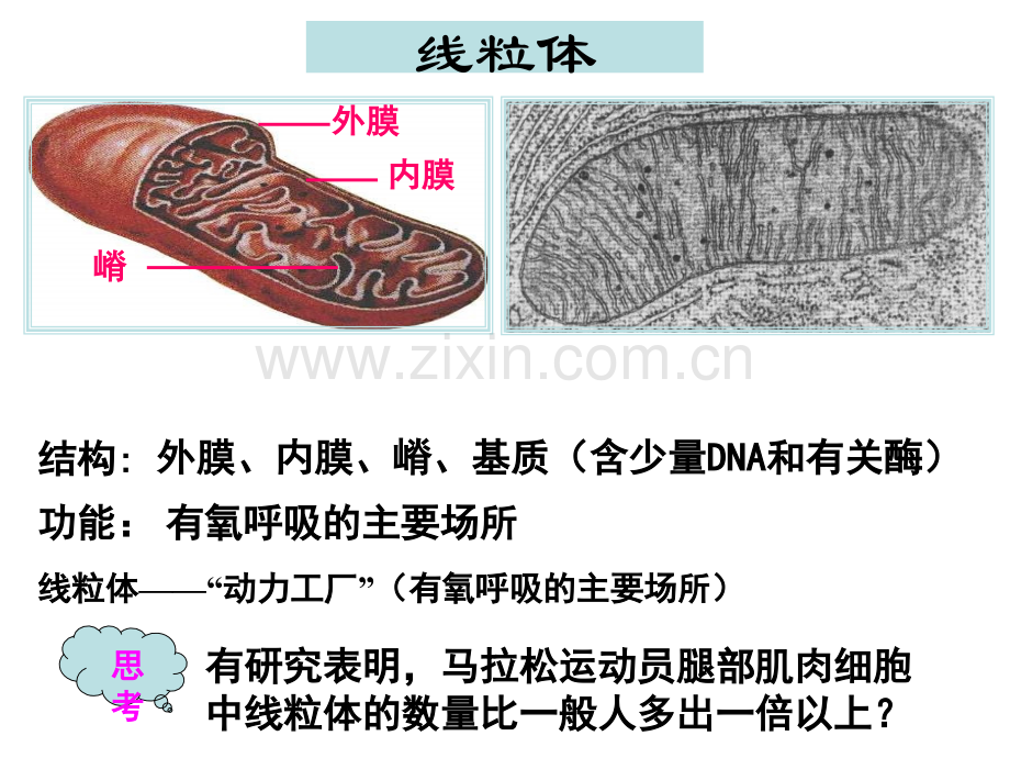 人教版教学云南省弥勒县庆来中学2011高一生物-细胞器—系统内的分工合作.pptx_第2页