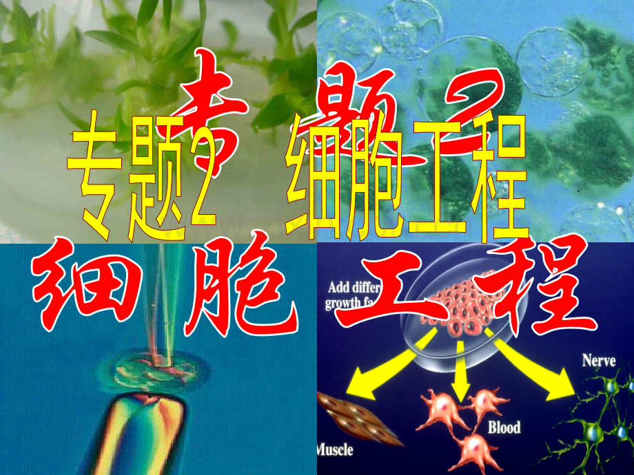 人教版教学课件211植物细胞工程的基本技术.pptx_第1页