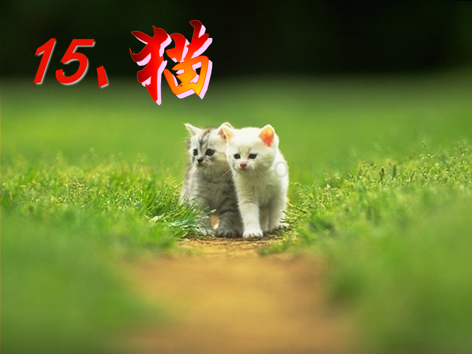 人教版四年级语文上册猫的课件.pptx_第1页