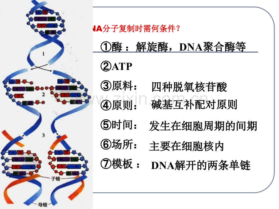 DNA分子的结构和复制习题.pptx_第1页