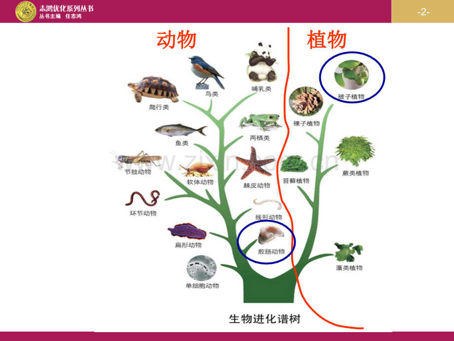 人教版初二生物腔肠动物和扁形动物.pptx_第2页