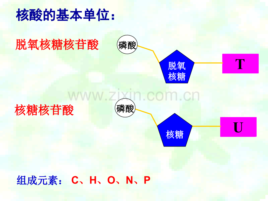 人教版教学浙江省温州市龙湾中学高中生物必修二DNA的分子结构和特点.pptx_第2页