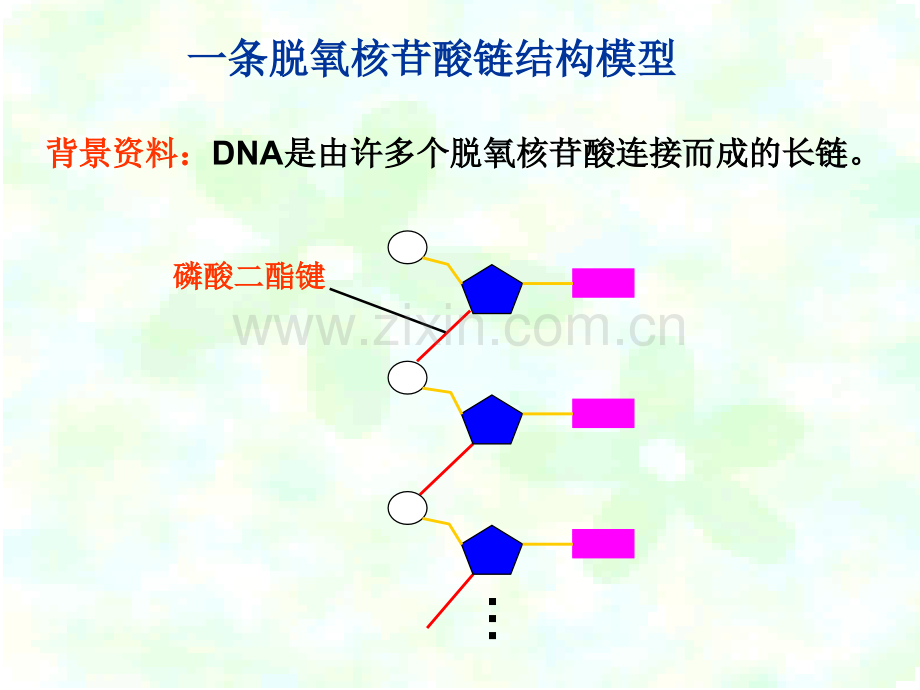 人教版教学浙江省温州市龙湾中学高中生物必修二DNA的分子结构和特点.pptx_第3页