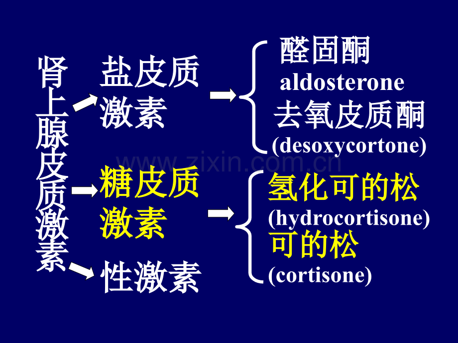 67拟抗副交感神经药.pptx_第2页