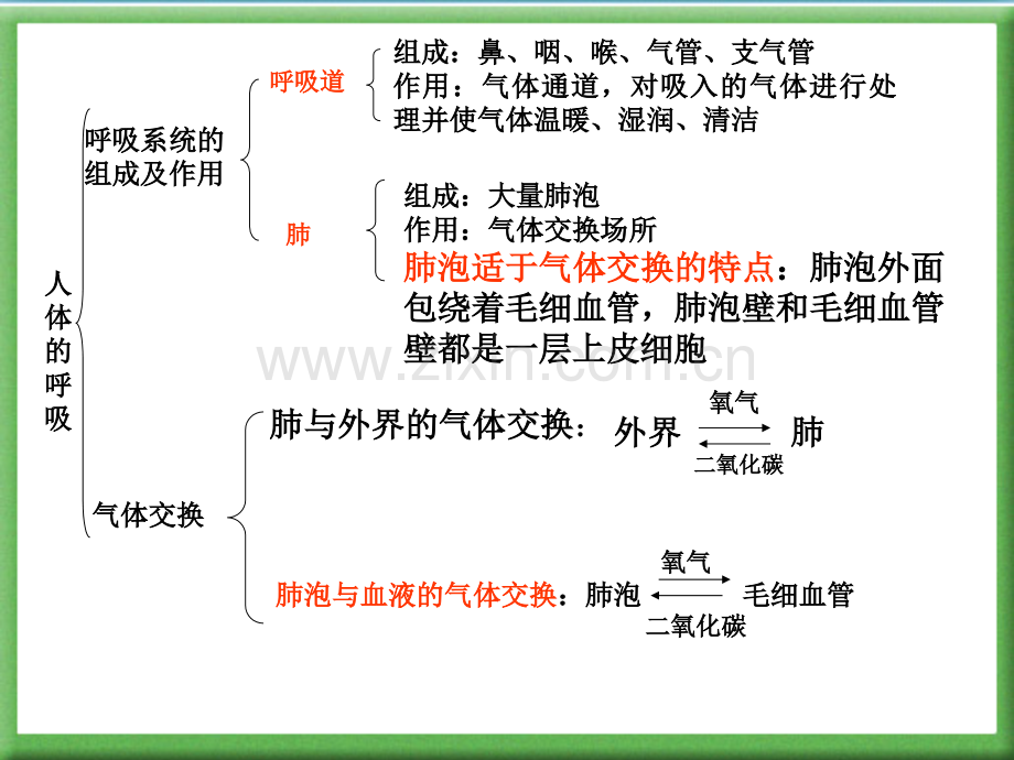 人体的呼吸复习用.pptx_第2页