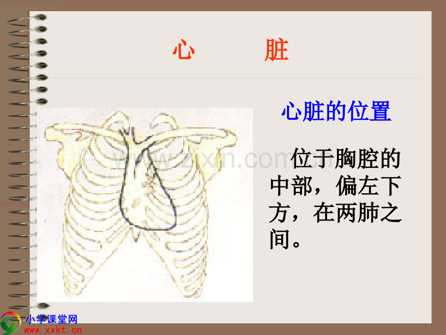 五年级科学下册心脏和血管青岛版.pptx_第3页