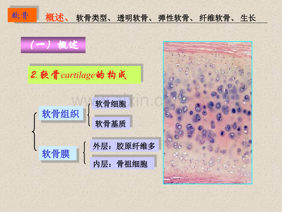 七制软骨骨.pptx_第3页