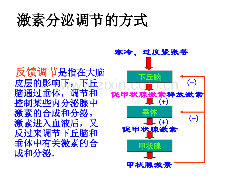 体液调节的概念.pptx_第1页