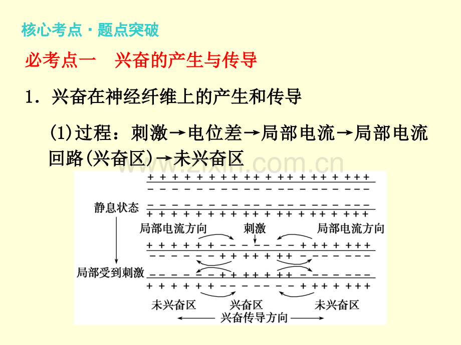 二轮专题四人和动物生命活动的调节.pptx_第2页