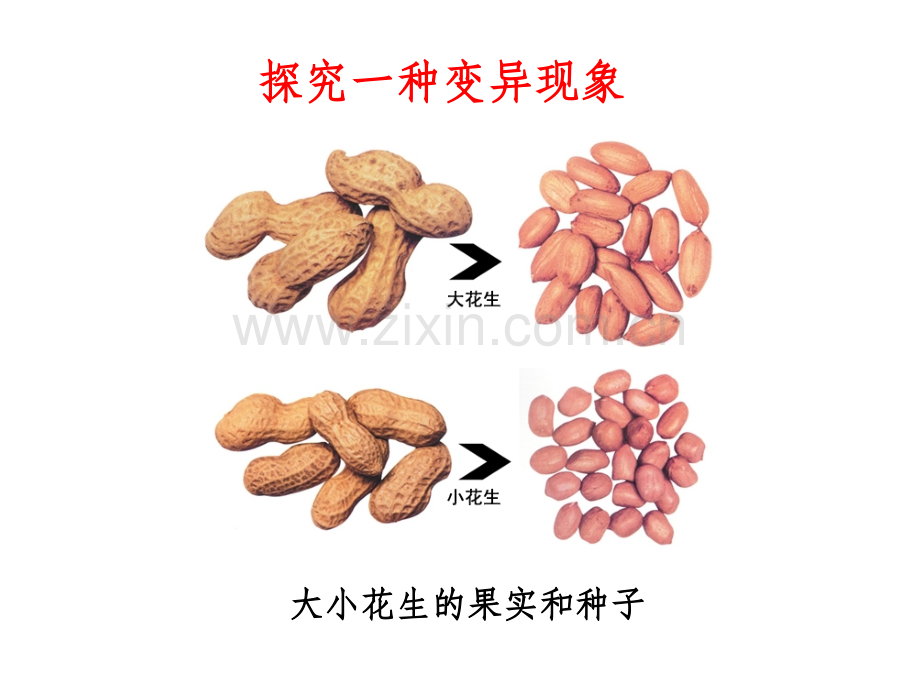 人教版生物八年级下册第二章第五节生物的变异.pptx_第3页