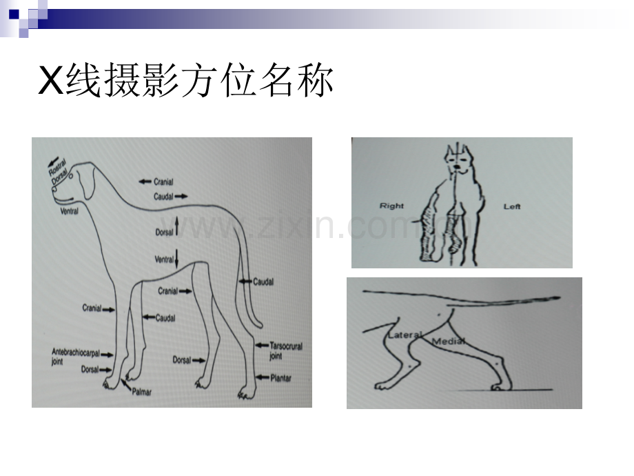 X线摄影之摆位.pptx_第2页