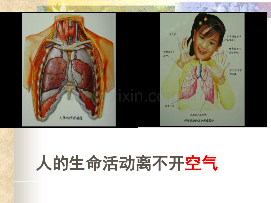 6粤教版四年级下册科学呼吸与健康.pptx_第2页