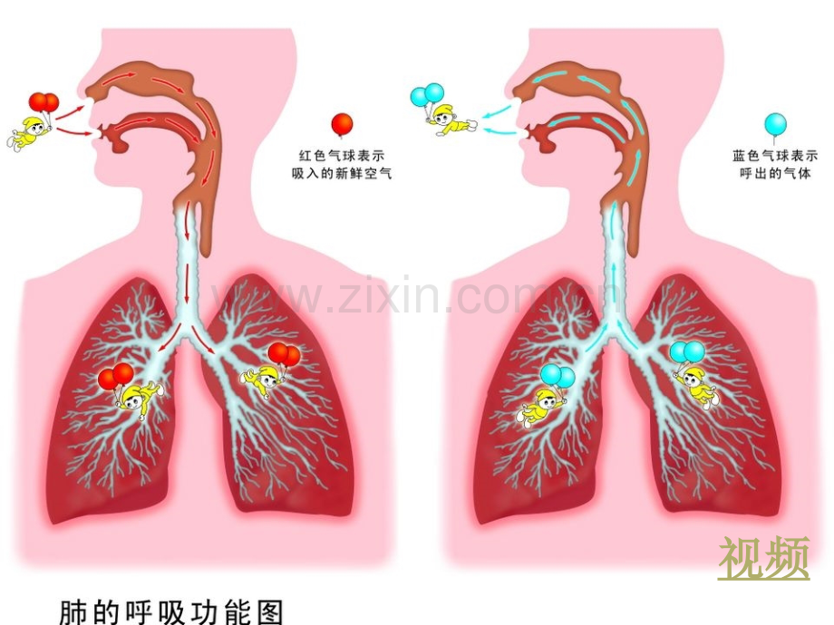 6粤教版四年级下册科学呼吸与健康.pptx_第3页