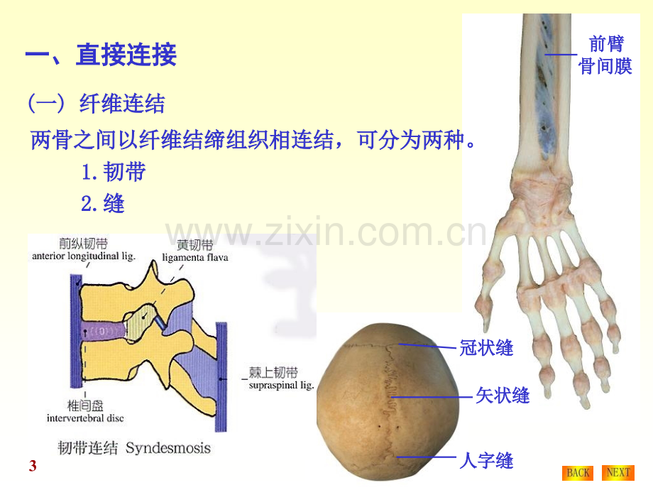 人体解剖学—骨连接.pptx_第3页