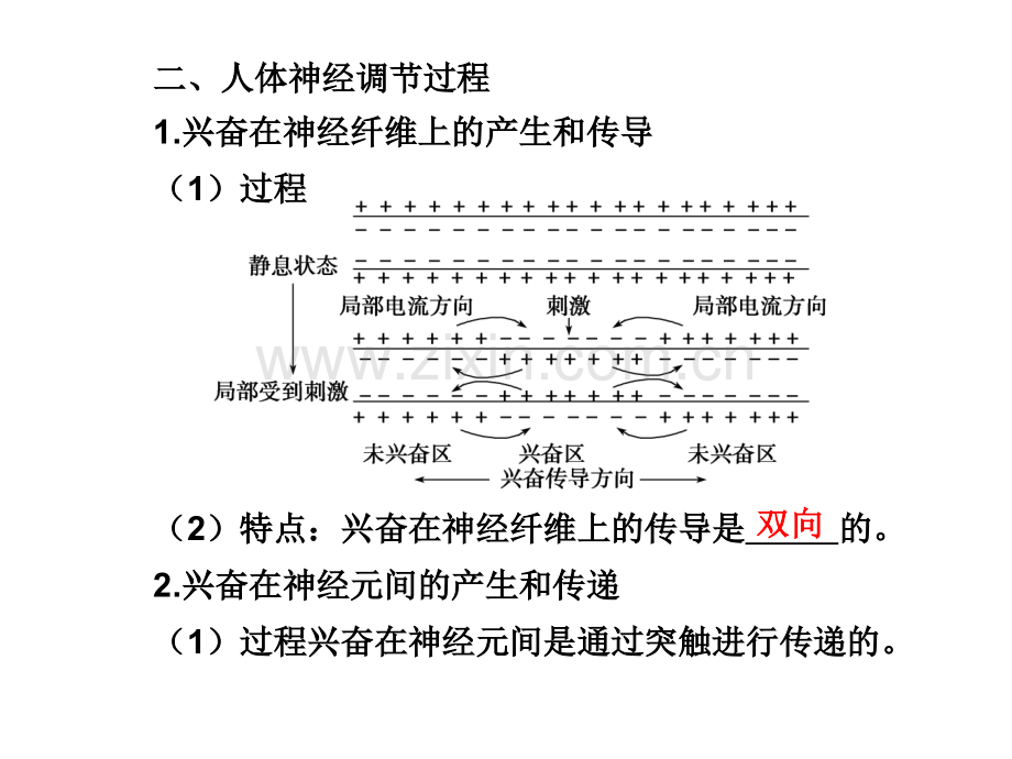 人教版教学人和动物生命活动的调节.pptx_第1页