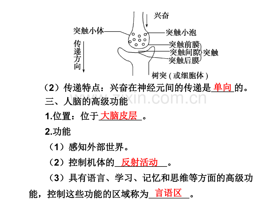 人教版教学人和动物生命活动的调节.pptx_第2页