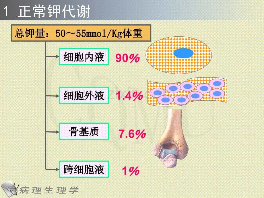 3钾代谢紊乱.pptx_第2页