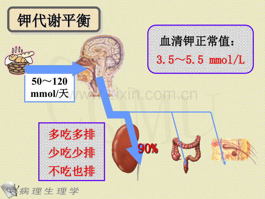 3钾代谢紊乱.pptx_第3页