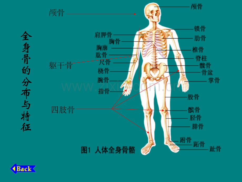 人体骨骼构成图解.pptx_第3页