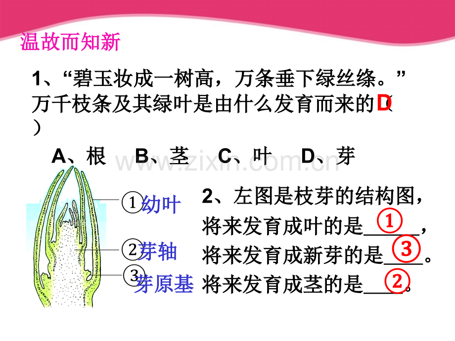 七年级生物上册54植物茎的输导功能苏教版.pptx_第2页