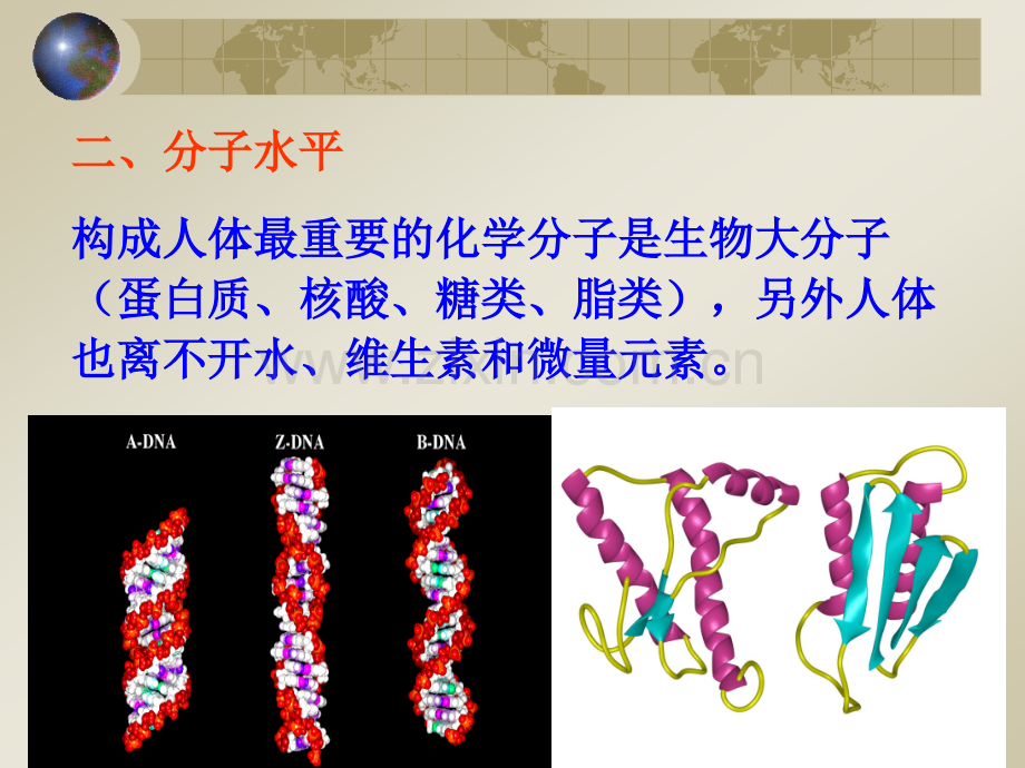 人体构成及食物消化吸收.pptx_第3页