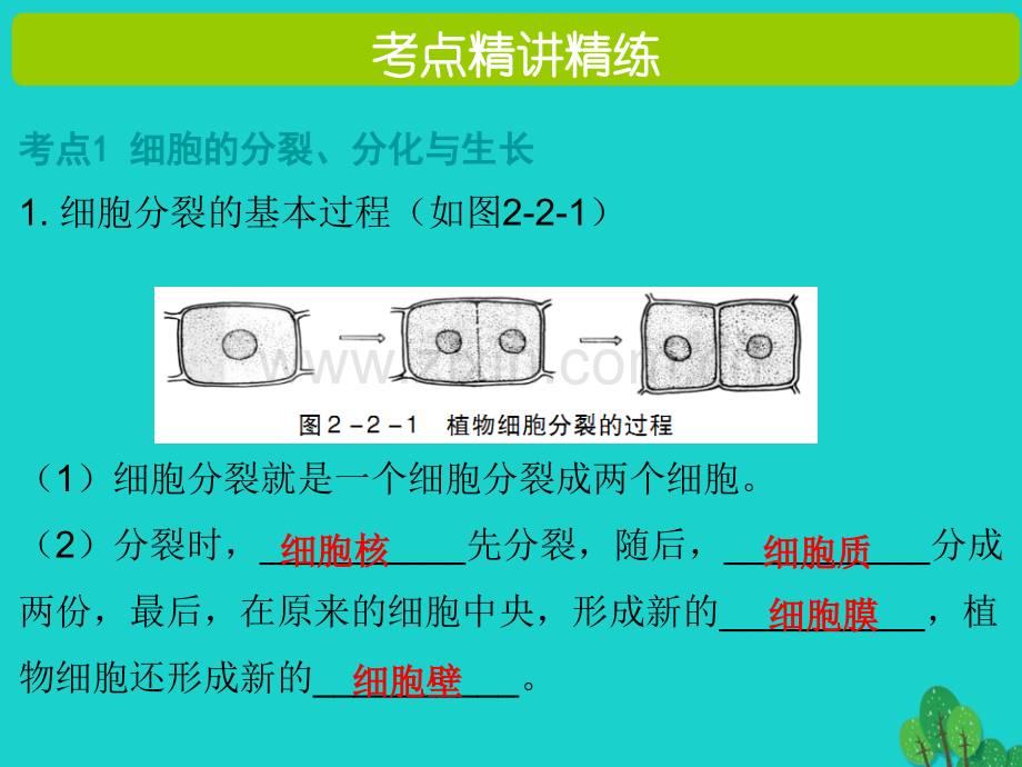 中考生物总复习---细胞是怎样构成生物体.pptx_第2页