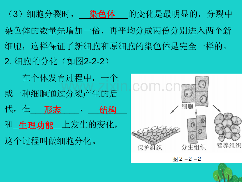 中考生物总复习---细胞是怎样构成生物体.pptx_第3页