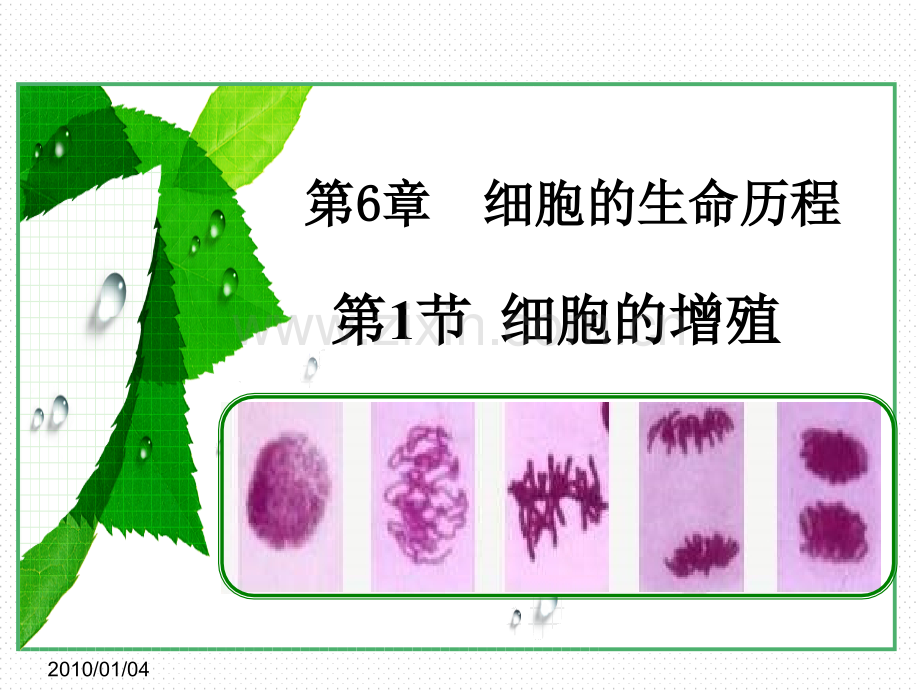 6.1细胞的增殖.pptx_第1页