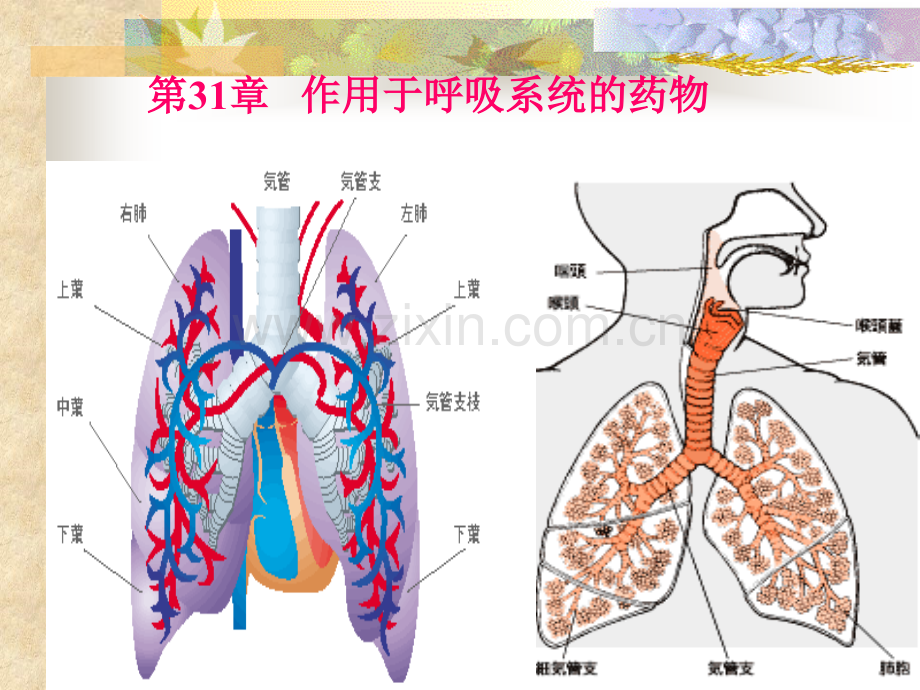 作用于呼吸系统的药物精.pptx_第1页