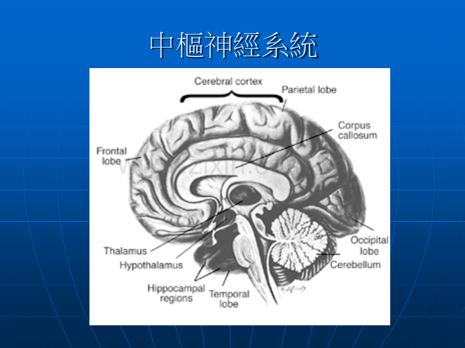 儿童神经肌肉疾病及其复健精.pptx_第3页