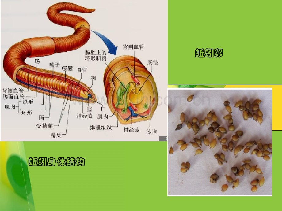 五年级科学上册蚯蚓的选择.pptx_第2页