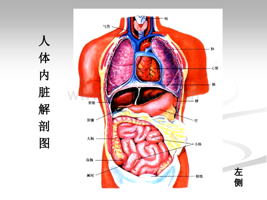 5消化系统.pptx_第2页