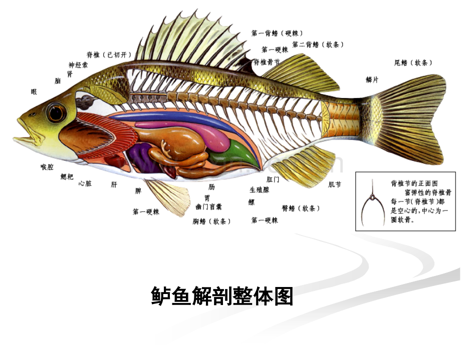 5消化系统.pptx_第3页