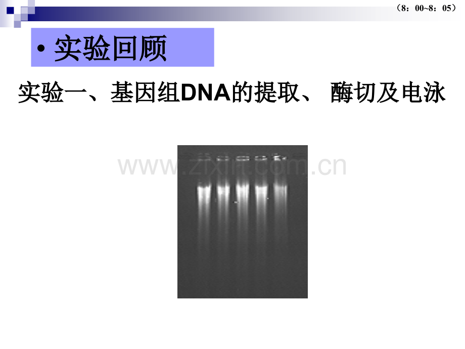 RNA的提取琼脂糖电泳及.pptx_第1页