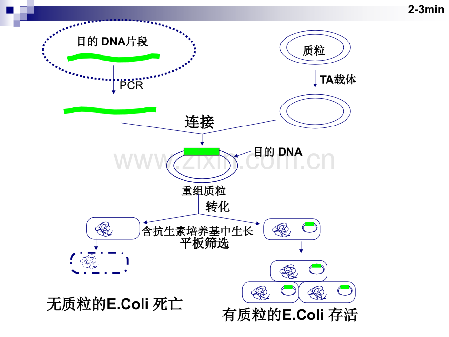 RNA的提取琼脂糖电泳及.pptx_第2页