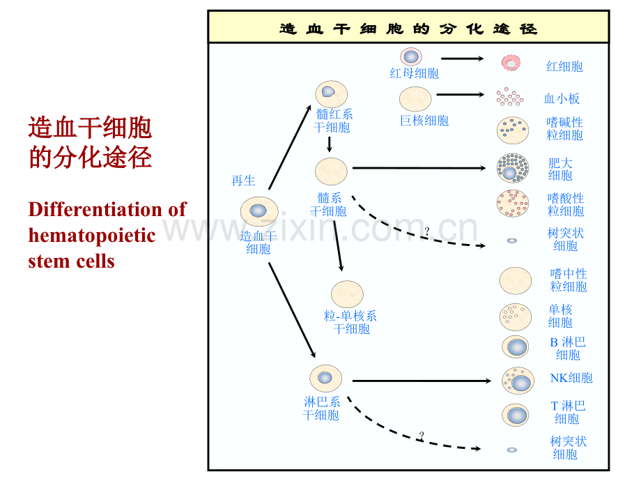 免疫器官与细胞.pptx_第3页