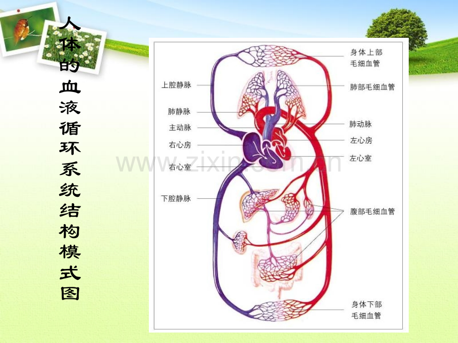 人体与外界的气体交换.pptx_第2页