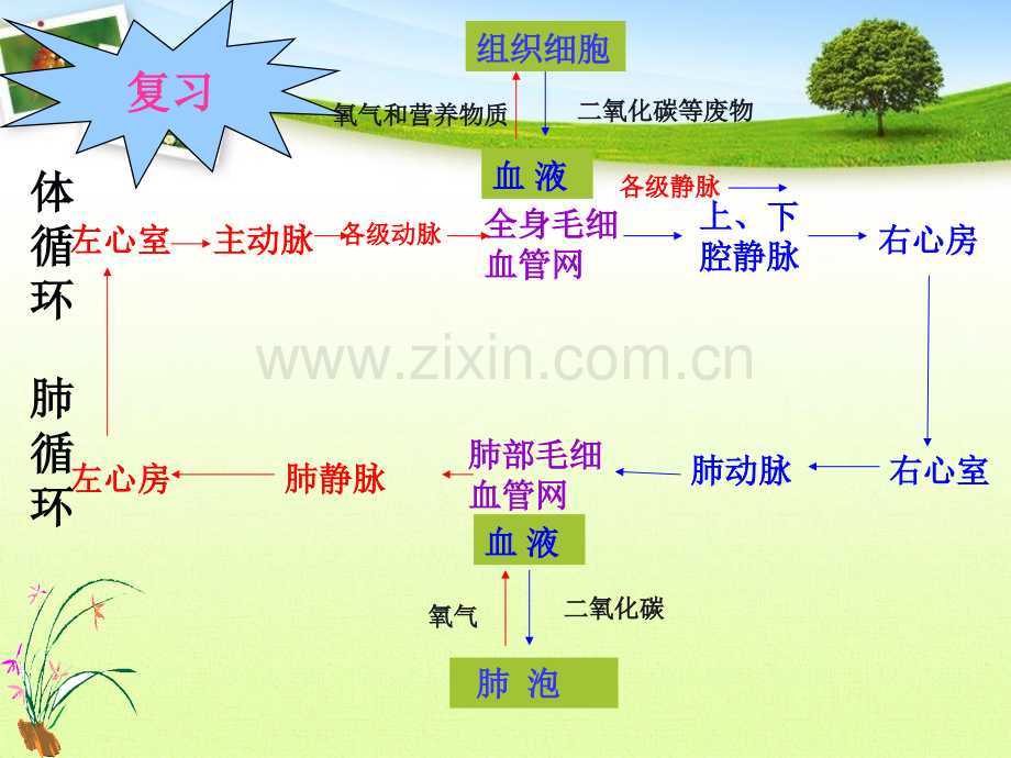 人体与外界的气体交换.pptx_第3页