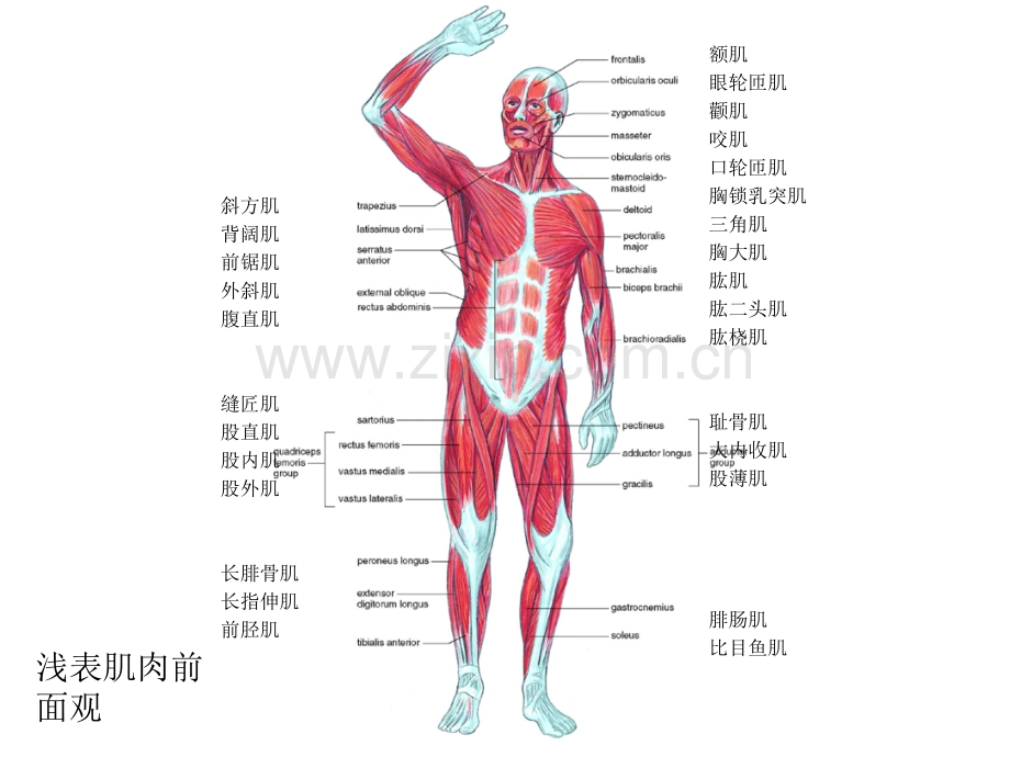 人体解剖生理学实验——实验二肌肉系统.pptx_第3页