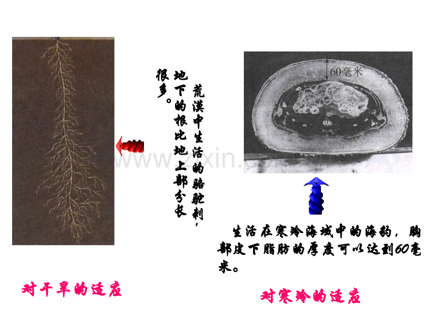 七年级生物生物对环境的适应和影响.pptx_第3页